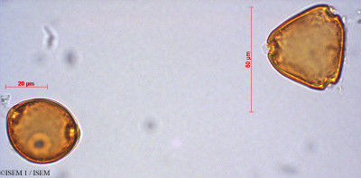 ISEM 1/Symplocos_canescens_29152/Symplocos_canescens_29152_0001(copy)_thumb.jpg